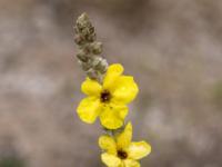 Königskerze Blüten